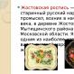 Жостовская роспись народный промысел художественной росписи металлических подносов, существующий в деревне Жостово